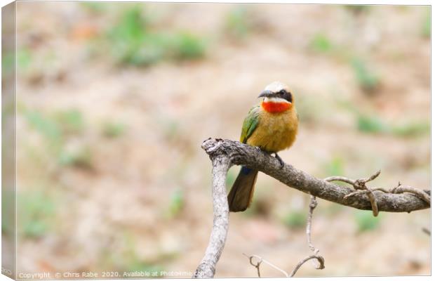 White-fronted Bee-eater Canvas Print by Chris Rabe