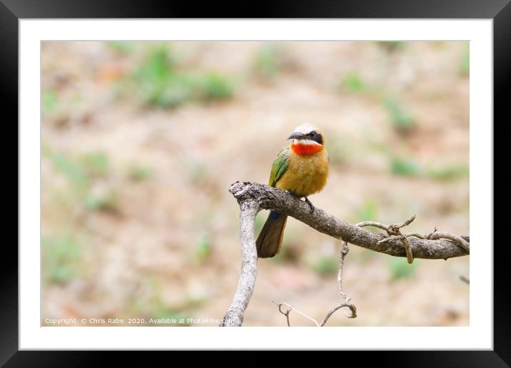 White-fronted Bee-eater Framed Mounted Print by Chris Rabe