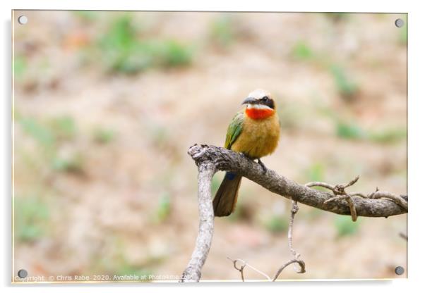 White-fronted Bee-eater Acrylic by Chris Rabe