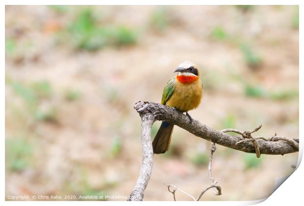 White-fronted Bee-eater Print by Chris Rabe