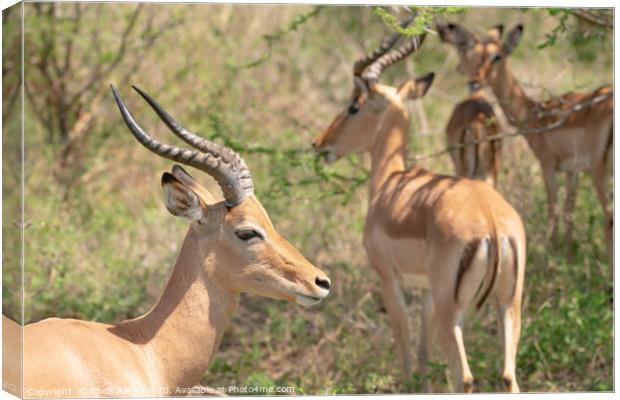 Impala bulls Canvas Print by Chris Rabe