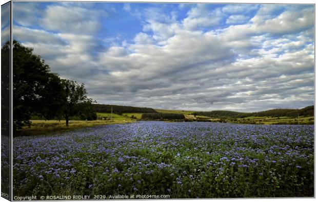 "Field of Phacelia in Kildale" Canvas Print by ROS RIDLEY