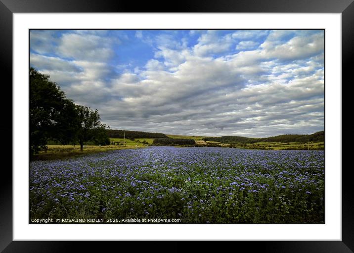 "Field of Phacelia in Kildale" Framed Mounted Print by ROS RIDLEY