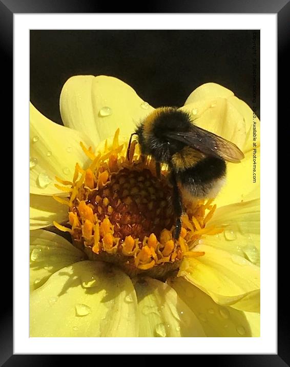 Bumble on Dahlia Framed Mounted Print by Stephen Cocking