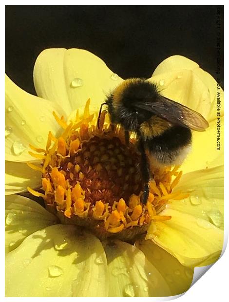 Bumble on Dahlia Print by Stephen Cocking