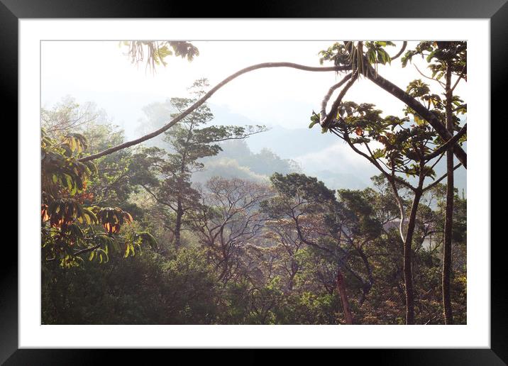 Morning in the Costa Rica rainforest Framed Mounted Print by Simon Marlow
