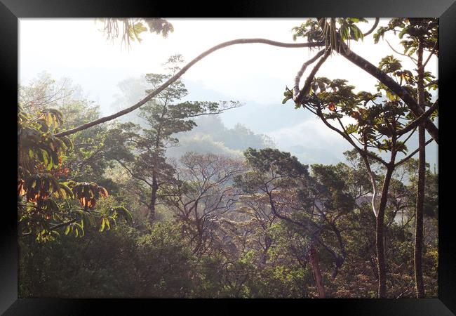 Morning in the Costa Rica rainforest Framed Print by Simon Marlow
