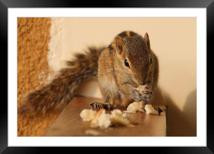Indian Palm Squirrel of Sri Lanka Framed Mounted Print by Simon Marlow