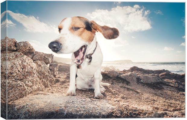 smiling beagle dog  Canvas Print by federico stevanin