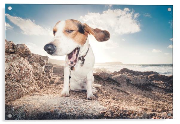 smiling beagle dog  Acrylic by federico stevanin