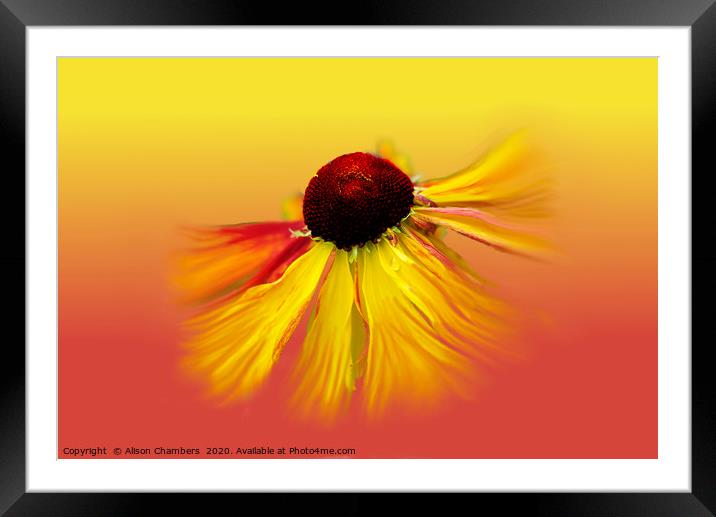 Heleium Sublime Sunbeams  Framed Mounted Print by Alison Chambers