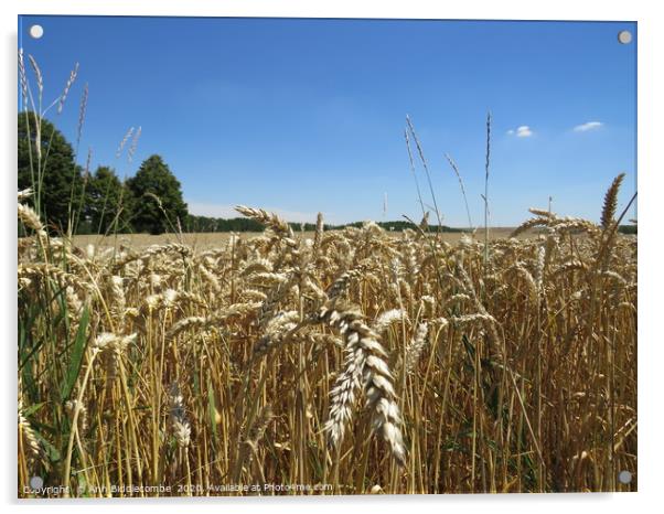 Field of Wheat Acrylic by Ann Biddlecombe