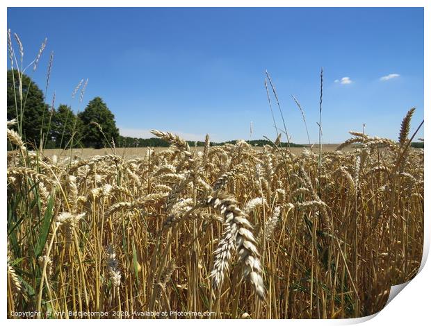 Field of Wheat Print by Ann Biddlecombe