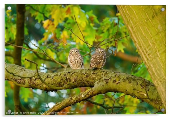 Pair of Little Owl  Acrylic by Chris Rabe