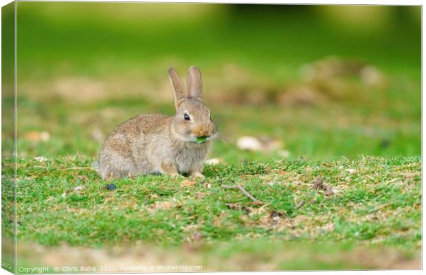 Young European Rabbit Canvas Print by Chris Rabe