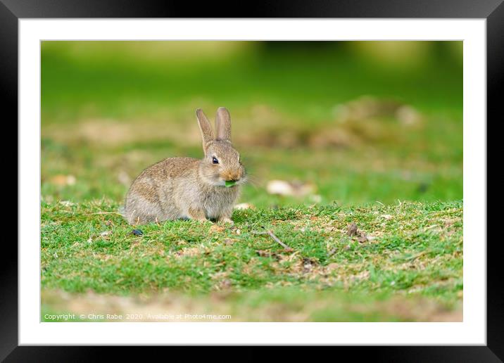 Young European Rabbit Framed Mounted Print by Chris Rabe