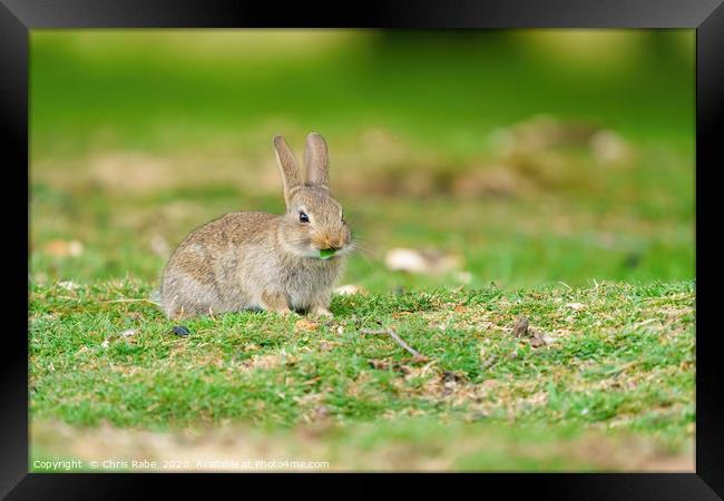 Young European Rabbit Framed Print by Chris Rabe