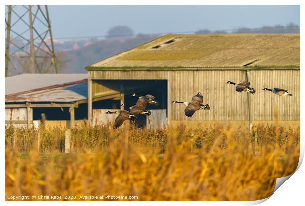 Small flock of Canada Goose  Print by Chris Rabe