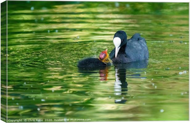 Coot chick wanting feeding Canvas Print by Chris Rabe
