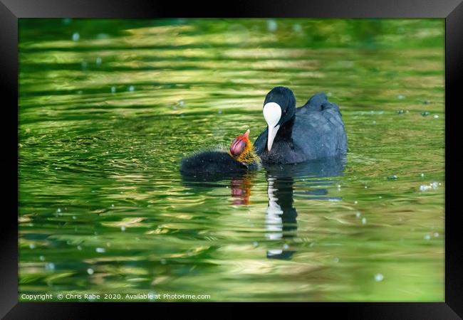 Coot chick wanting feeding Framed Print by Chris Rabe
