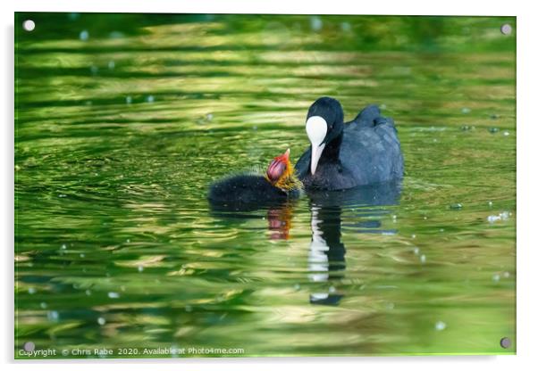 Coot chick wanting feeding Acrylic by Chris Rabe