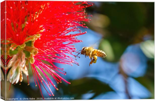 african honeybee hovering Canvas Print by Chris Rabe