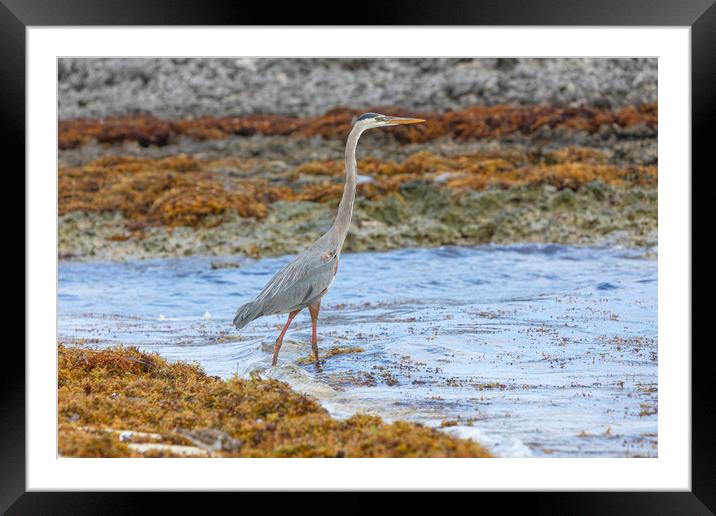 Wading Heron Framed Mounted Print by David Hare