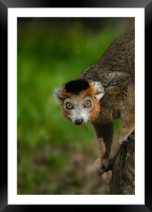 Crowned Lemur Framed Mounted Print by rawshutterbug 
