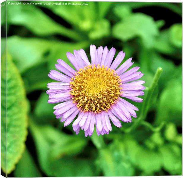 The lovely border plant - Aster Canvas Print by Frank Irwin
