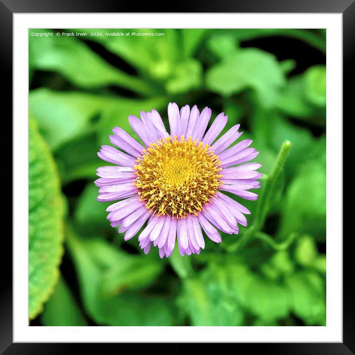 The lovely border plant - Aster Framed Mounted Print by Frank Irwin