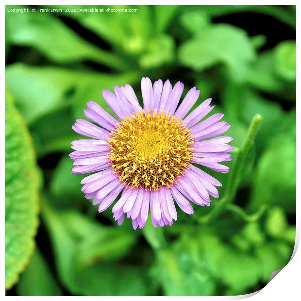 The lovely border plant - Aster Print by Frank Irwin