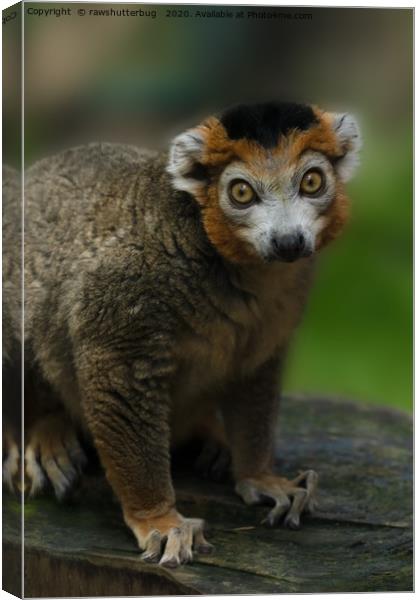 Crowned Lemur Looking At You Canvas Print by rawshutterbug 