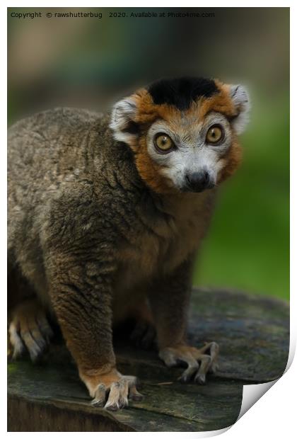 Crowned Lemur Looking At You Print by rawshutterbug 