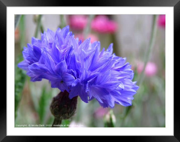 Blue Cornflower Framed Mounted Print by Nicola Clark