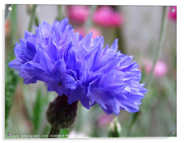 Blue Cornflower Acrylic by Nicola Clark