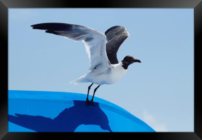 Florida Laughing Gull Framed Print by Lawrence Ott