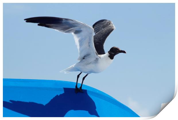 Florida Laughing Gull Print by Lawrence Ott