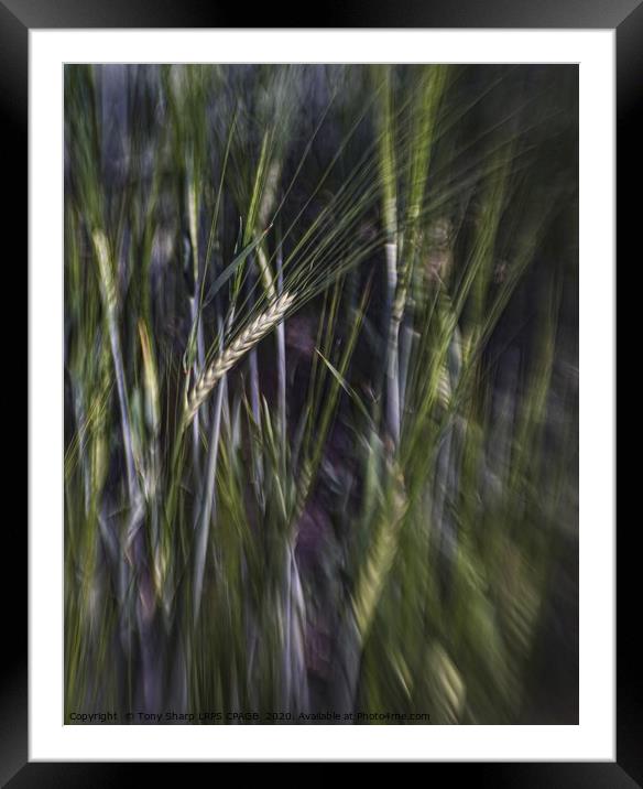 FIELD OF BARLEY Framed Mounted Print by Tony Sharp LRPS CPAGB