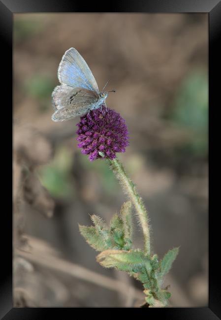Butterfly (Lycaenidae). Bandhavgarh National Park. Framed Print by Víctor Suárez Naranjo