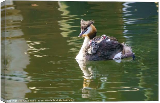 Great Crested Grebe with chicks Canvas Print by Chris Rabe