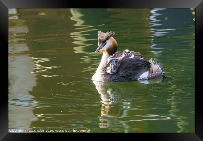 Great Crested Grebe with chicks Framed Print by Chris Rabe