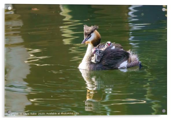 Great Crested Grebe with chicks Acrylic by Chris Rabe