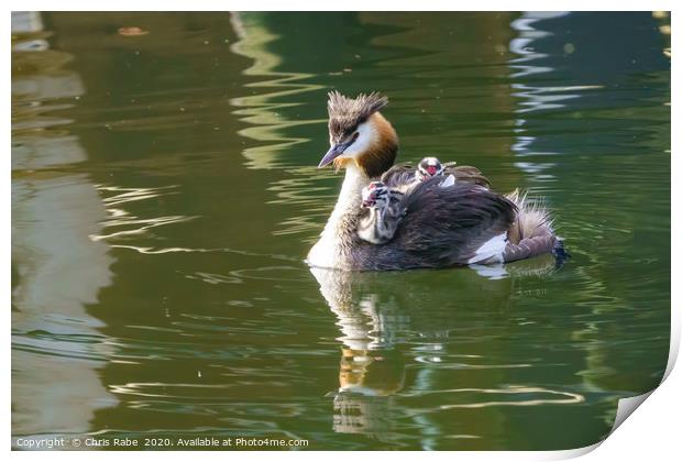 Great Crested Grebe with chicks Print by Chris Rabe