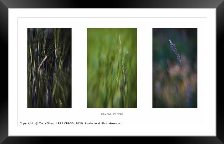 IN A BARLEY FIELD TRIPTYCH  Framed Mounted Print by Tony Sharp LRPS CPAGB