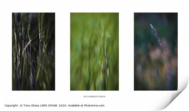 IN A BARLEY FIELD TRIPTYCH  Print by Tony Sharp LRPS CPAGB