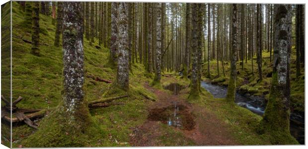 The Forest Trail Canvas Print by Eirik Sørstrømmen