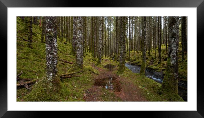The Forest Trail Framed Mounted Print by Eirik Sørstrømmen