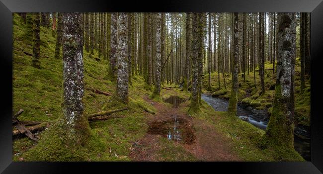 The Forest Trail Framed Print by Eirik Sørstrømmen