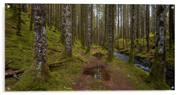 The Forest Trail Acrylic by Eirik Sørstrømmen