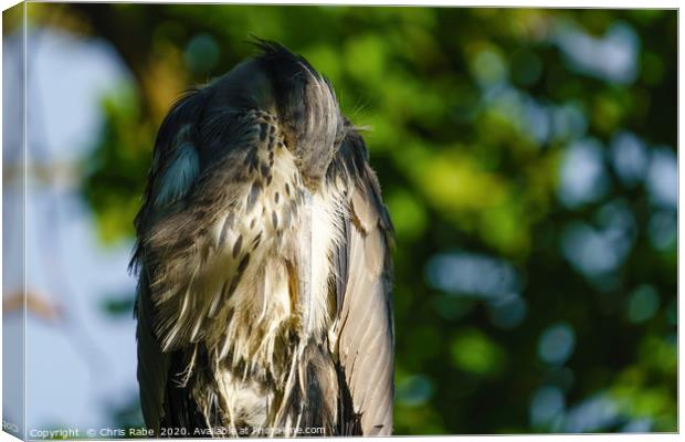 Sleeping Grey Heron Canvas Print by Chris Rabe